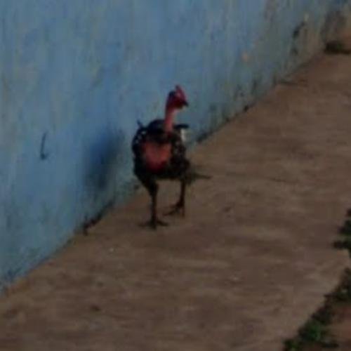 Descubre las Apuestas más Exclusivas en el Camino del Pollo en España, chicken road españa