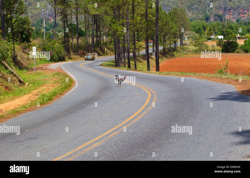 Guide to chicken road